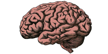 Brain