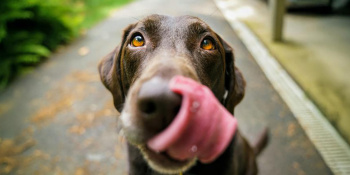 labrador