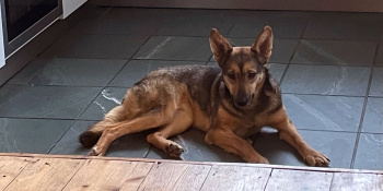 sophie from romania