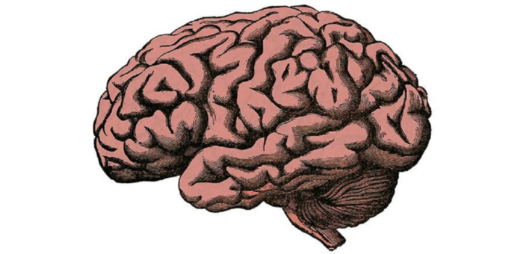 Brain