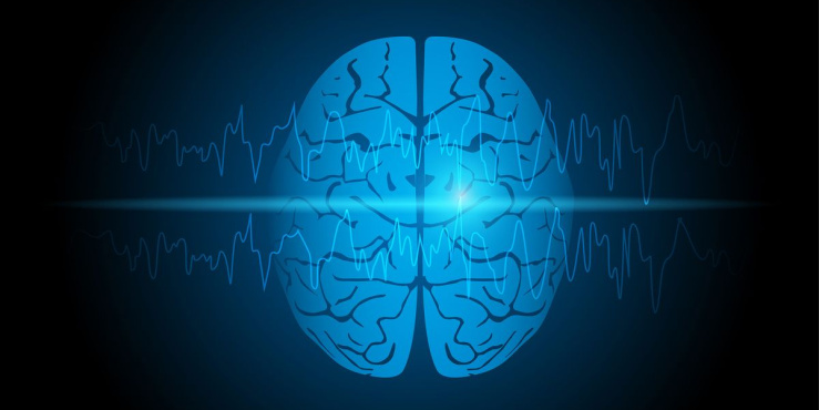 brain