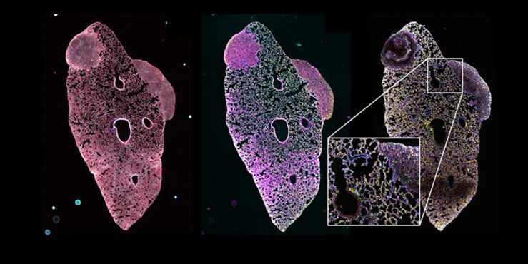 Images showing the power of the SPACE pipeline to produce and visualise large volumes