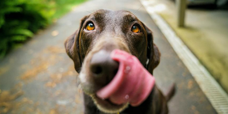 labrador