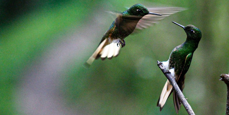 Two birds