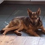 sophie from romania