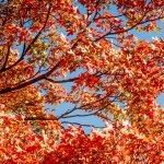 Photo of Washington DC in Autumn