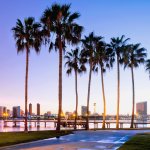 San Diego water, sunset, and palm trees