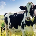 Herd of cows in a grassy field
