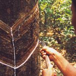 Man (seringueiro) extracts latex from a tree in the middle of the Amazon.