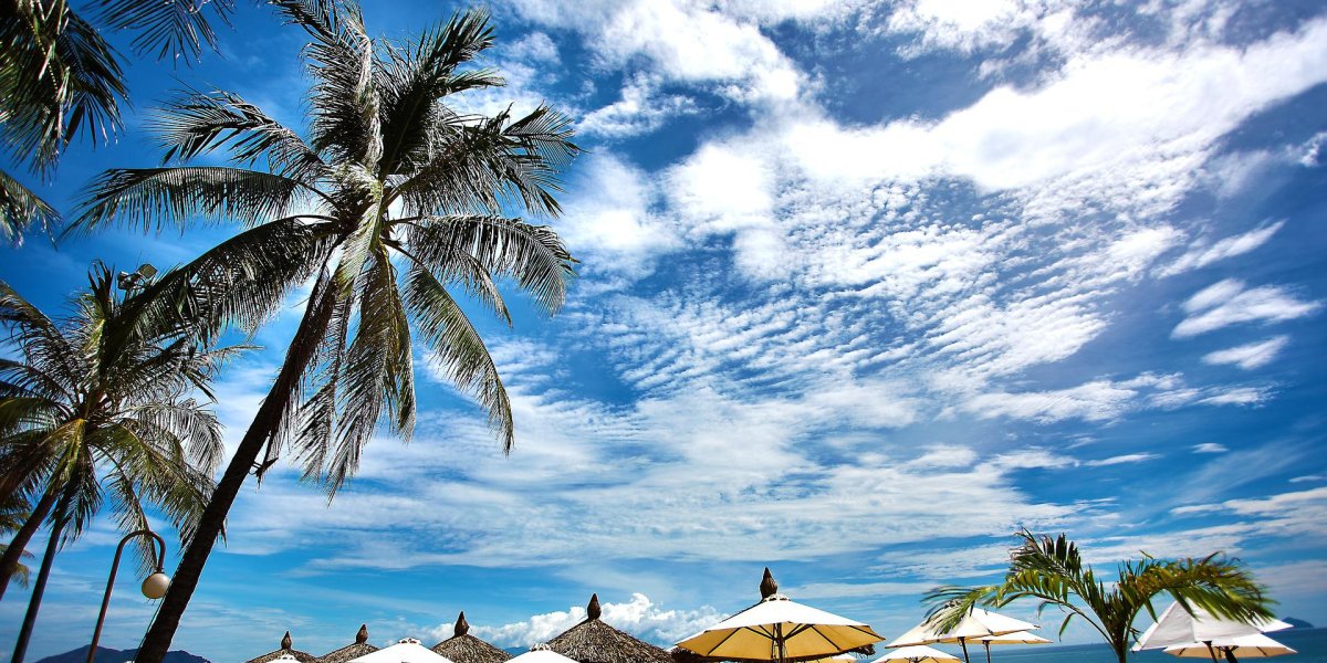 Beach with palm trees